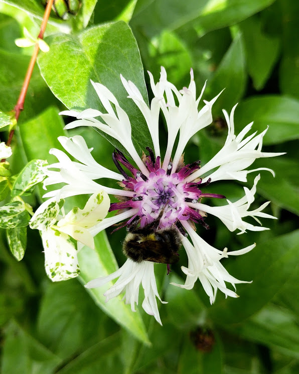 IMG_20170520_110749_650