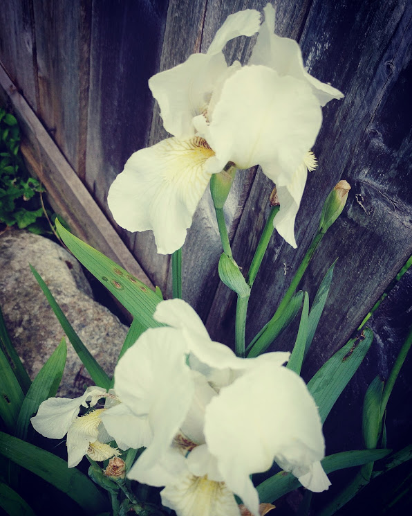 IMG_20170520_111147_856