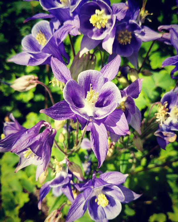 IMG_20170520_111224_117