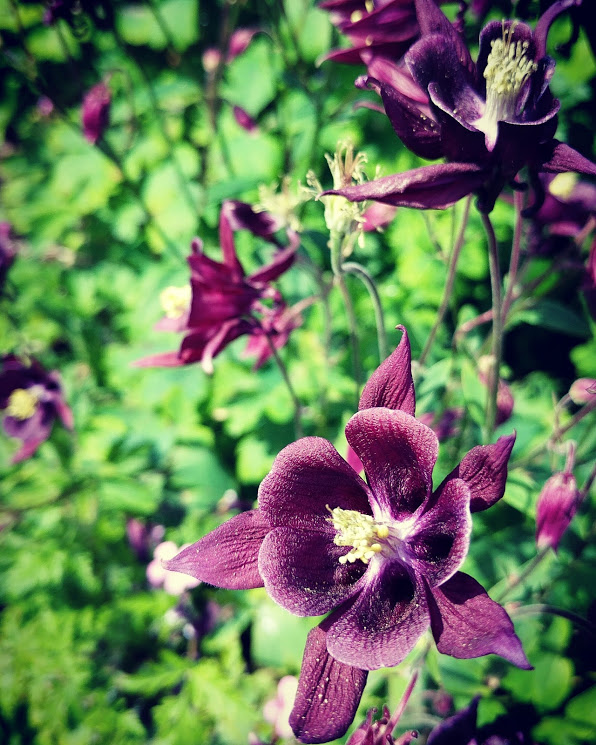 IMG_20170520_111331_052