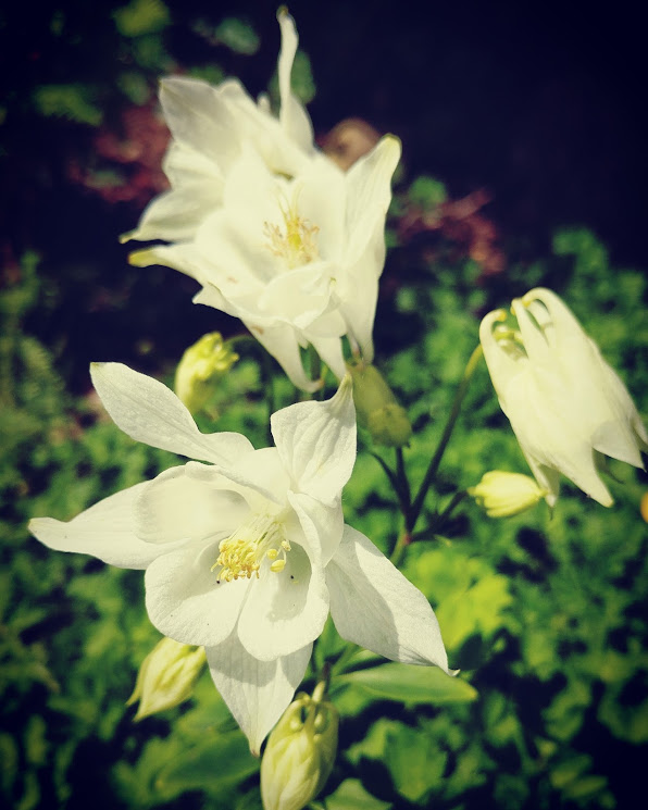 IMG_20170520_111417_391