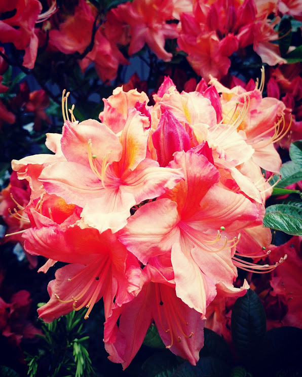 IMG_20170520_111508_277