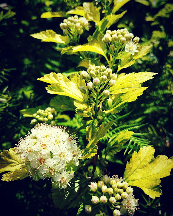 IMG_20170520_111710_694